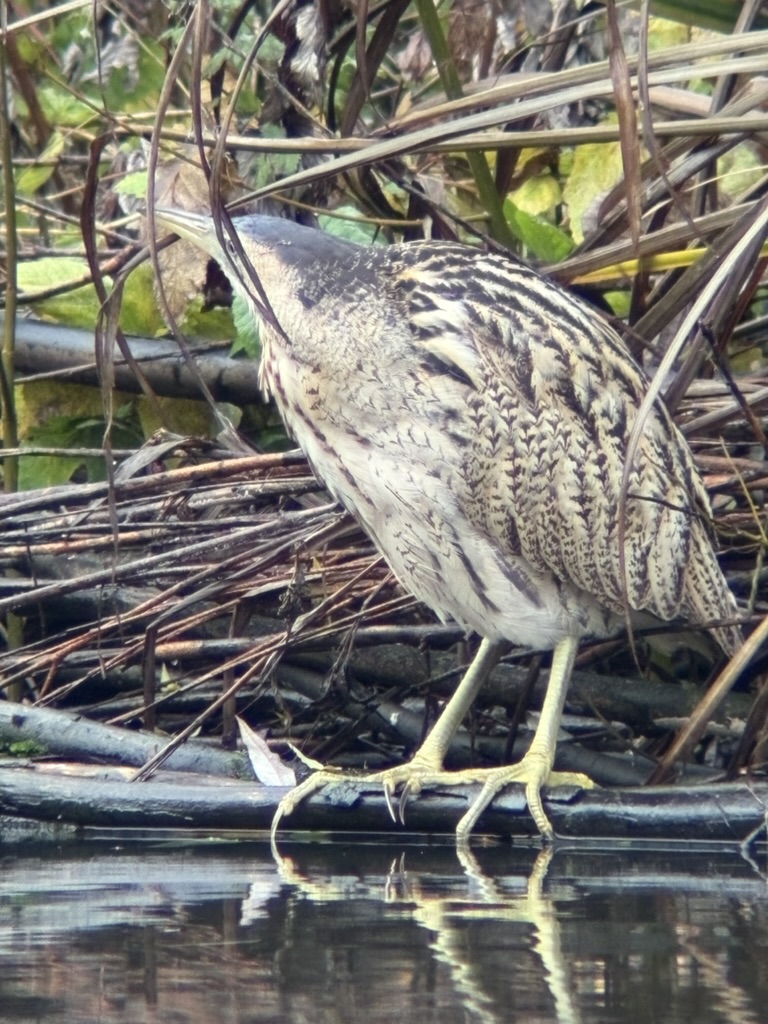 Gecamoufleerde vogel langs de waterkant