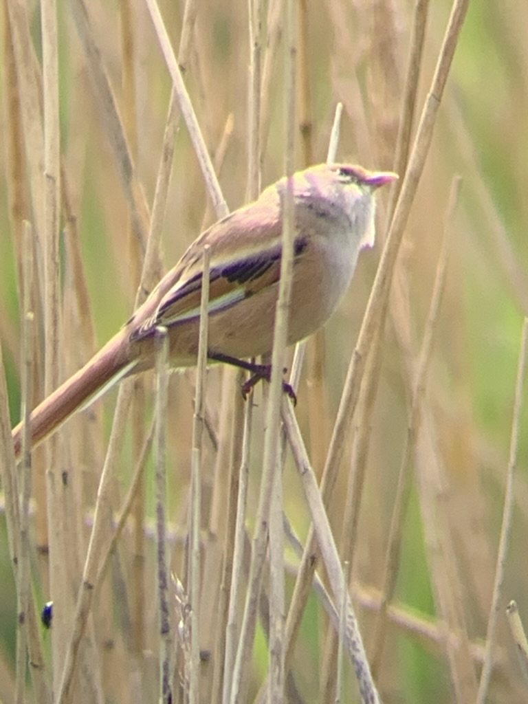 Vogel met lange staart tussen het riet